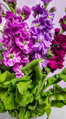 Açık arkaplanda bir buket leylak pembesi ve kırmızı matthiola çiçeği. Tatil hediyesi.