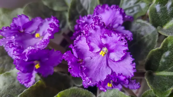 Dekoratif menekşeler, kapalı alan bitkileri. Oda dekorasyonu. Büyük çiçekler. Ev tasarımı