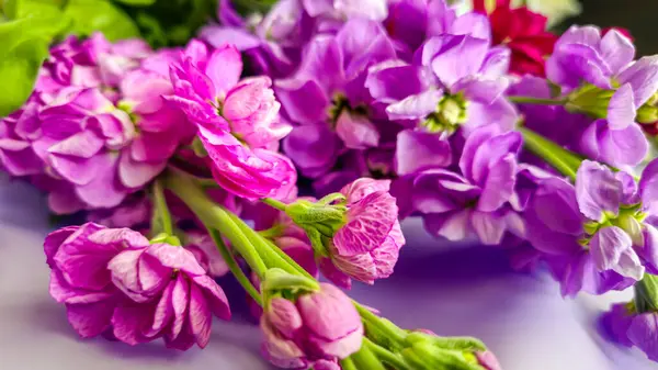 Açık arkaplanda bir buket leylak pembesi ve kırmızı matthiola çiçeği. Tatil hediyesi.