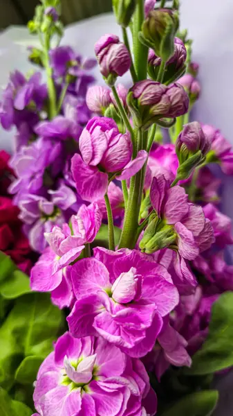 Açık arkaplanda bir buket leylak pembesi ve kırmızı matthiola çiçeği. Tatil hediyesi.