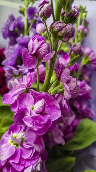 Açık arkaplanda bir buket leylak pembesi ve kırmızı matthiola çiçeği. Tatil hediyesi.