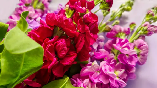 Açık arkaplanda bir buket leylak pembesi ve kırmızı matthiola çiçeği. Tatil hediyesi.