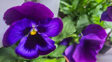 Viola üç renkli ya da evin yakınındaki bahçedeki tencerelerde oturan hanım evlatları. Arsa tasarımı, tavan arası dekorasyonu. Tohumlar