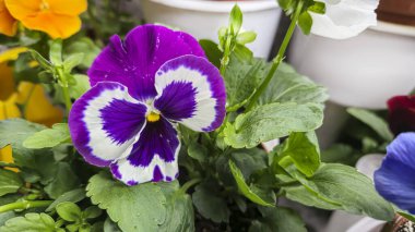 Viola üç renkli ya da evin yakınındaki bahçedeki tencerelerde oturan hanım evlatları. Arsa tasarımı, tavan arası dekorasyonu. Tohumlar