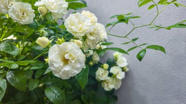 Evin yakınındaki arsada beyaz güllere tırmanıyordu. Bahçe için çiçekler. Bahçe iç tasarımı. Liana bitkileri
