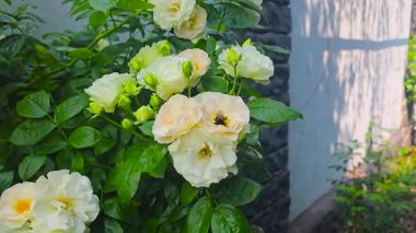 Evin yakınındaki arsada beyaz güllere tırmanıyordu. Bahçe için çiçekler. Doğal