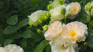 Evin yakınındaki arsada beyaz güllere tırmanıyordu. Bahçe için çiçekler. Doğal