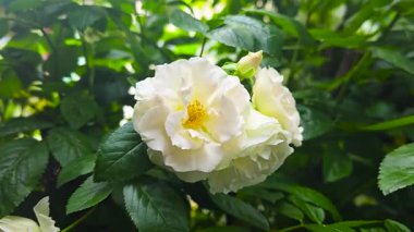 Evin yakınındaki arsada beyaz güllere tırmanıyordu. Bahçe için çiçekler. Doğal