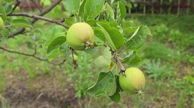 Elma ağacındaki küçük meyveler. Ağaç dallarında elmalar. Ağaçlar ve meyveler. Hasadı büyütmek