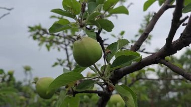 Elma ağacındaki küçük meyveler. Ağaç dallarında elmalar. Ağaçlar ve meyveler. Hasadı büyütmek