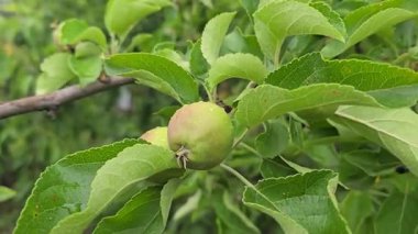 Elma ağacındaki küçük meyveler. Ağaç dallarında elmalar. Ağaçlar ve meyveler. Hasadı büyütmek