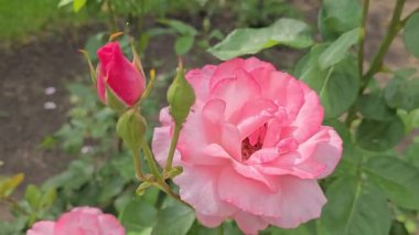 Şehir parkında gül çalıları. Gül çeşitleri ve renkleri çeşitliliği. Kartpostallar ve bulmacalar için uygun. Güzel çiçekler.