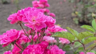 Şehir parkında gül çalıları. Gül çeşitleri ve renkleri çeşitliliği. Kartpostallar ve bulmacalar için uygun. Güzel çiçekler.