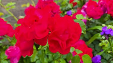 Şehir parkında gül çalıları. Gül çeşitleri ve renkleri çeşitliliği. Kartpostallar ve bulmacalar için uygun. Güzel çiçekler.