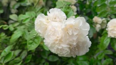 Şehir parkında gül çalıları. Gül çeşitleri ve renkleri çeşitliliği. Kartpostallar ve bulmacalar için uygun. Güzel çiçekler.