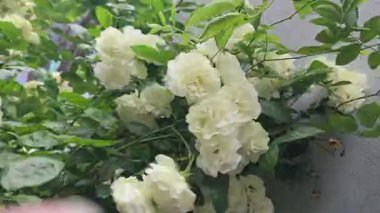 Şehir parkında gül çalıları. Gül çeşitleri ve renkleri çeşitliliği. Kartpostallar ve bulmacalar için uygun. Güzel çiçekler.