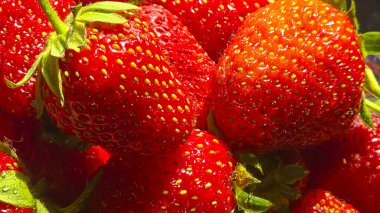 Bahçeden toplanmış olgun çilekler. Tek kullanımlık konteynırlarda. Satılığa hazırlanıyor. Yakın plan.