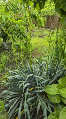 Yucca ve bahçedeki diğer bitkiler. Süslü bitkiler. Çiy. Arkaplan ve bulmacalar için duvar kağıdı.