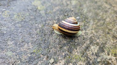 Kabuğu asfaltta sürünen küçük bir salyangoz. Yağmurlu bir hava. Yazlık ev.