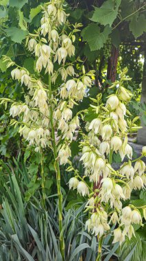 Yucca hostaYucca hosta ve bahçede diger bitkiler. Süslü bitkiler. Büyük beyaz çiçekler.