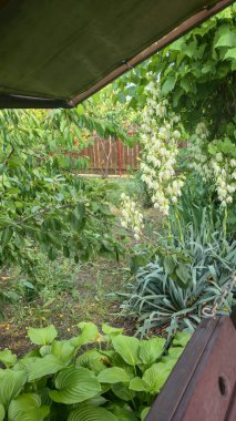 Yucca hostaYucca hosta ve bahçede diger bitkiler. Süslü bitkiler. Büyük beyaz çiçekler.