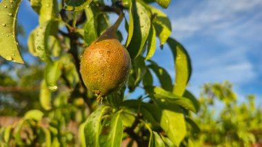 Armut ağacında küçük meyveler. Ağaç dallarındaki armutlar. Ağaçlar ve meyveler. Hasadı büyütmek
