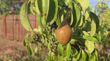 Armut ağacında küçük meyveler. Ağaç dallarındaki armutlar. Ağaçlar ve meyveler. Hasadı büyütmek