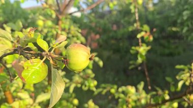 Elma ağacındaki küçük meyveler. Ağaç dallarında elmalar. Ağaçlar ve meyveler. Hasadı büyütmek