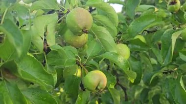 Elma ağacındaki küçük meyveler. Ağaç dallarında elmalar. Ağaçlar ve meyveler. Hasadı büyütmek