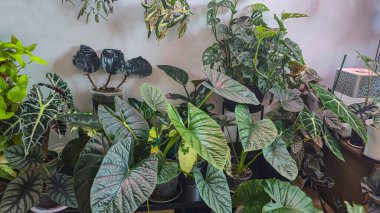 Dekoratif ev bitkileri. Oda dekorasyonu. Duvarın altında çeşitli çiçekler var. Koyu arkaplan.