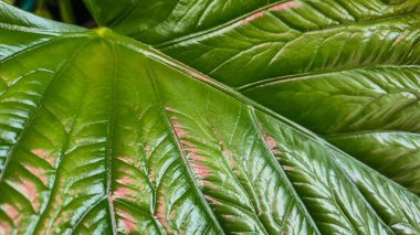 Dekoratif ev bitkileri. Yaprakların yakın görüntüsü. Oda dekorasyonu. Arkaplan ve dokular