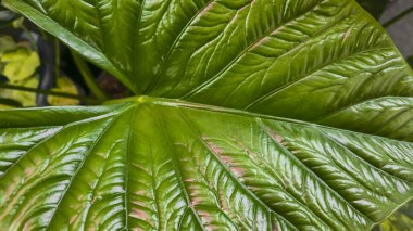 Dekoratif ev bitkileri. Yaprakların yakın görüntüsü. Oda dekorasyonu. Arkaplan ve dokular