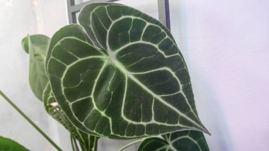 Dekoratif ev bitkileri. Yaprakların yakın görüntüsü. Oda dekorasyonu. Arkaplan ve dokular