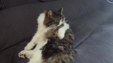 Sarı gözlü gri tüylü evcil kedi kanepede yıkanır. Evcil hayvanlar. Neşeli bir ruh hali. Boşluğu kopyala.