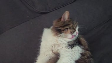 Sarı gözlü gri tüylü evcil kedi kanepede yıkanır. Evcil hayvanlar. Neşeli bir ruh hali. Boşluğu kopyala.