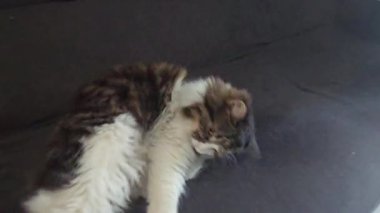 Sarı gözlü gri tüylü evcil kedi kanepede yıkanır. Evcil hayvanlar. Neşeli bir ruh hali. Boşluğu kopyala.