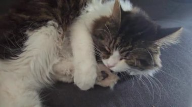 Sarı gözlü gri tüylü evcil kedi kanepede yıkanır. Evcil hayvanlar. Neşeli bir ruh hali. Boşluğu kopyala.