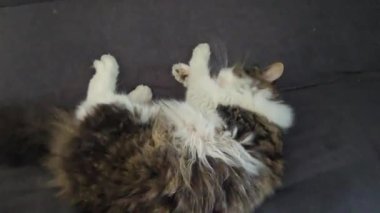 Sarı gözlü gri tüylü evcil kedi kanepede yıkanır. Evcil hayvanlar. Neşeli bir ruh hali. Boşluğu kopyala.