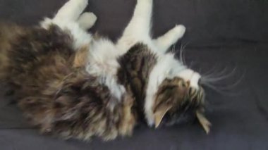 Sarı gözlü gri tüylü evcil kedi kanepede yıkanır. Evcil hayvanlar. Neşeli bir ruh hali. Boşluğu kopyala.