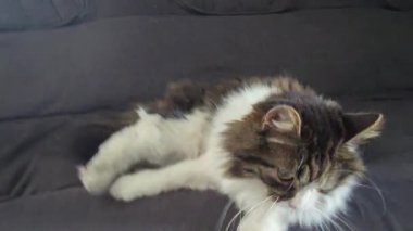 Sarı gözlü gri tüylü evcil kedi kanepede yıkanır. Evcil hayvanlar. Neşeli bir ruh hali. Boşluğu kopyala.