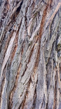 Yaşlı bir ağacın desenli kabuğu. Yosun ve çatlaklarla kaplı. Mobilya üretimi, arka planlar. Doğrama.