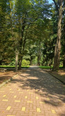Park alanında uzun çam ağaçları ve eve giden yol var. Turist eğlencesi. Yaz doğası