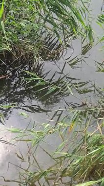 Su yürüyücüsü, böcekler suyun yüzeyinde hareket eder. Nehirler ve koylar, küçük yüzen böcekler. Doğa.