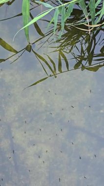 Su yürüyücüsü, böcekler suyun yüzeyinde hareket eder. Nehirler ve koylar, küçük yüzen böcekler. Doğa.