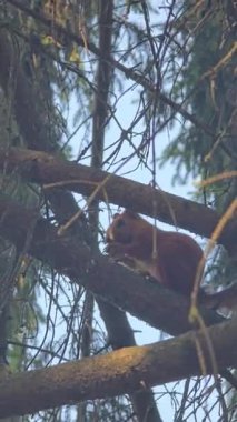 Parkta bir sincap ceviz kemiriyor. Koşar, ağaçlarda ve çalılarda zıplar, yiyecek arar, erzak üretir.