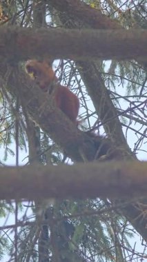 Parkta bir sincap ceviz kemiriyor. Koşar, ağaçlarda ve çalılarda zıplar, yiyecek arar, erzak üretir.