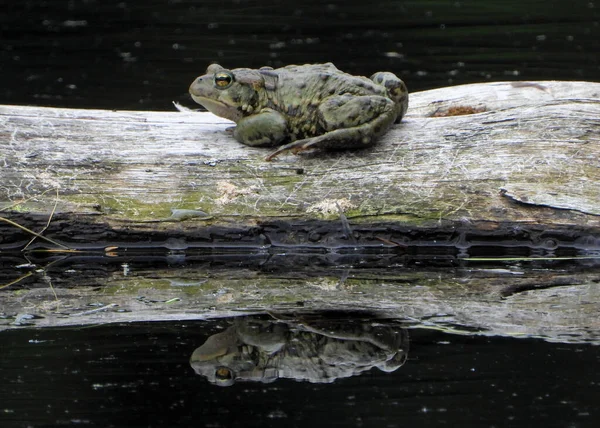 Yeşil Kurbağa Veya Bataklık Kurbağası Veya Romantik Prens — Stok fotoğraf