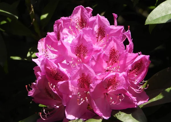 Cotawba Rosebay Flower Purple Azaleas — 스톡 사진