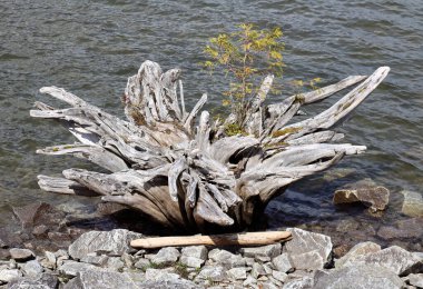Eski ağaç kökleri sanatsal dallar