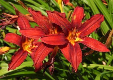 Bir demet portakal güpegündüz çiçek.